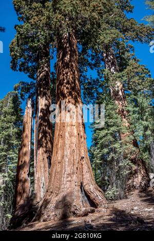 Sequoia Trunk At Grant Grove, Kings Canyon National Park, California 