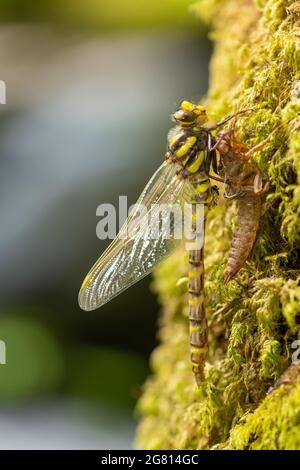 Macro shot of a golden ringed dragonfly (cordulegaster boltonii) molting Stock Photo