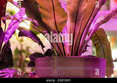 Glitch art plants. Green long tropical leaves in a pot. Bright neon pink purple colors. Plant bushes on a psychedelic background. Neon lights. Jungles Stock Photo