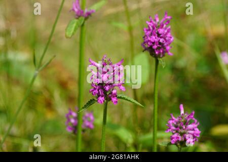 Close up purple flowers of Wood Betony (Stachys monieri hummelo), family Lamiaceae. Dutch garden, July. Stock Photo