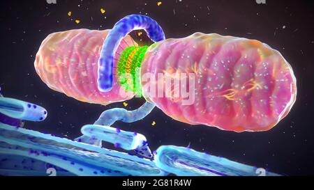 Mitochondrial fission, illustration Stock Photo