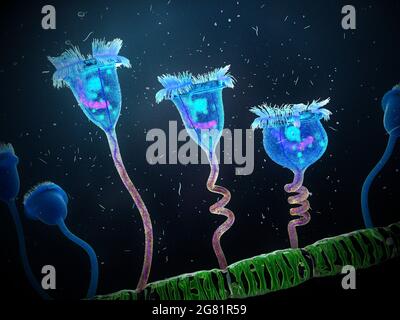 Vorticella protozoa attached to algae, illustration Stock Photo