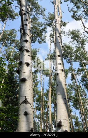 Looking up into a grove of tall aspen trees with white bark backed by a blue sky. Stock Photo