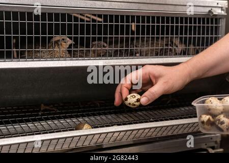 farmer's hands collect quail eggs from the battery cage tray