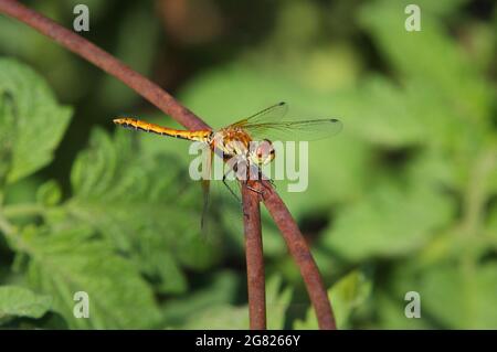 dragonfly perched on rusty plant cage close-up Stock Photo