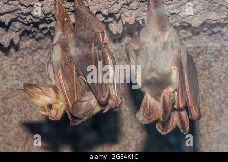 Australian Ghost Bats at roost Stock Photo