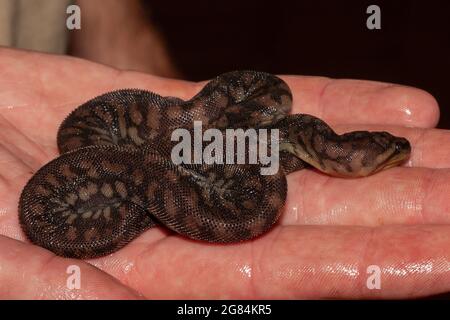 Juvenile Australian Arafura File Snake from Northern Australia Stock Photo