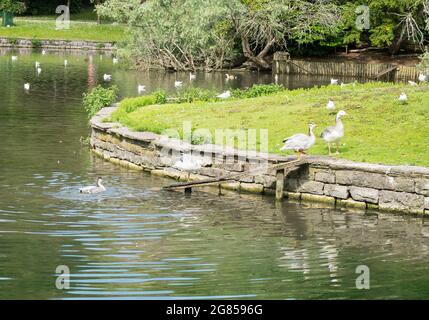Ducks climbing a ramp out of the pond in the ornamental gardens, Grange Over Sands, Cumbria, England, UK Stock Photo
