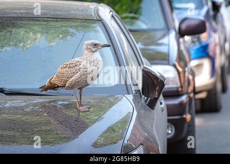 Herring gull chick (Larus argentatus) on the hood of a parked car in the street. Stock Photo