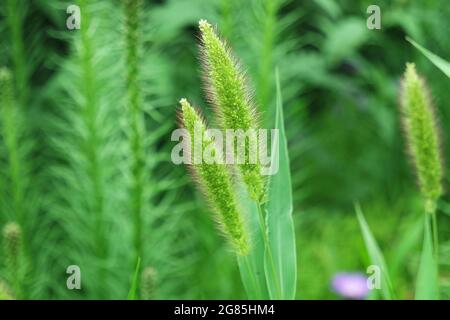 Setaria viridis Green Bristlegrass Green Foxtail Background Stock Photo