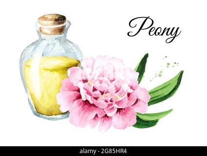 A bottle of essential oil with fresh white peony flowers in the background  Stock Photo - Alamy