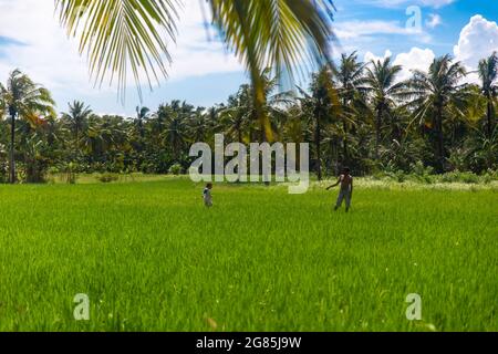 Dad and his daughter playing on the paddy field Stock Photo