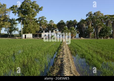 Rice paddies atdelta river Ebro in Buda island, Deltebre , Baix Ebre, Tarragona, Catalonia, Spain Stock Photo