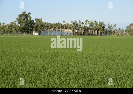 Rice paddies atdelta river Ebro in Buda island, Deltebre , Baix Ebre, Tarragona, Catalonia, Spain Stock Photo