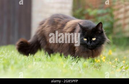 Close up of a black cat sitting in grass in the garden, UK. Stock Photo