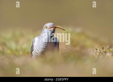 Close up of a Common Cuckoo eating a mealworm, UK.