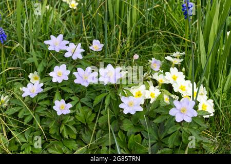 Spring flowers, Blue wood anemone (Anemone nemorosa Robinsoniana ) primroses and muscari growing in grass April UK Stock Photo