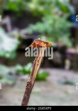 A red dragonfly resting on a dead tree trunk Stock Photo