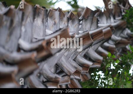 A trunk of palm tree, trimmed and well-maintained, is forming a steps-like natural pattern Stock Photo
