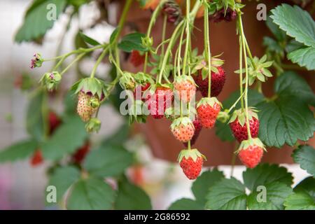 Strawberry plants growing in a terracotta pot Stock Photo