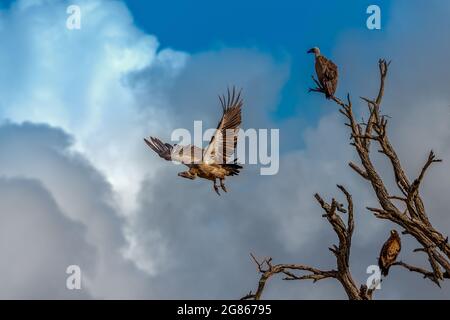 White backed vultures, gyps africanus, with crops distended after feeding on a carcass. The vulture threatened with extinction with human encroachment Stock Photo