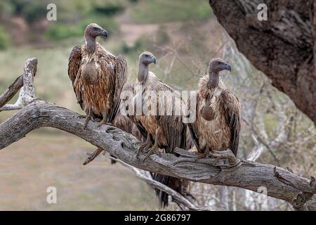 White backed vultures, gyps africanus, with crops distended after feeding on a carcass. The vulture is threatened with extinction because of human enc Stock Photo