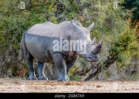 White rhino still covered in mud  with ox-peckers on its back Stock Photo