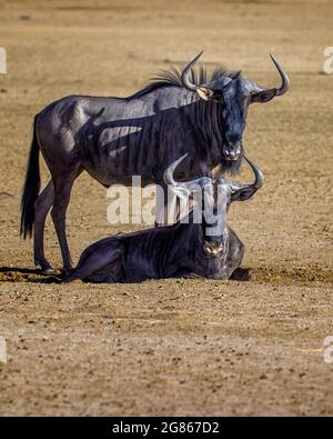 A couple of blue wildebeest bulls Connochaetes taurinus resting a dry riverbed looking at the camera. South Africa; Kgalagadi Transfrontier Park; Stock Photo