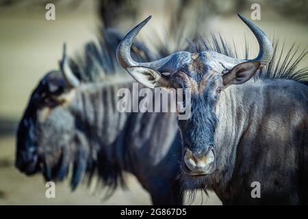 A couple of blue wildebeest bulls Connochaetes taurinus resting a dry riverbed looking at the camera. South Africa; Kgalagadi Transfrontier Park; Stock Photo