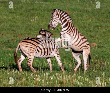 Zebra stallions will fight for dominance in the herd. A very social animal found in small groups to extremely large herds which depends on quality and Stock Photo
