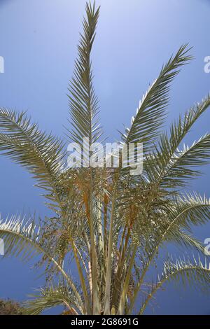 Palm tree leaves on wind against blue sky Stock Photo