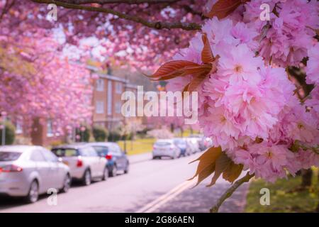 Urban street in spring, when pink cherry trees are blooming Stock Photo