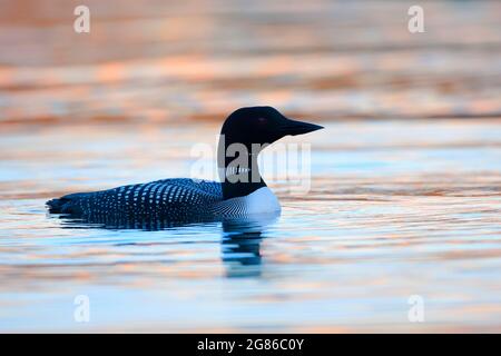 Common Loon swimming in lake with the setting sun reflecting in the water. Stock Photo