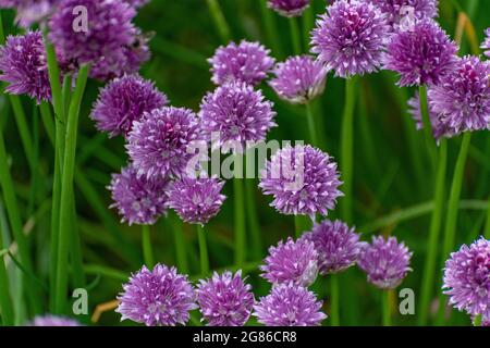 purple chive flowers, allium schoenoprasum Stock Photo
