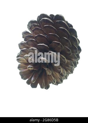A single large open pinecone seen in close-up against a clear white background Stock Photo