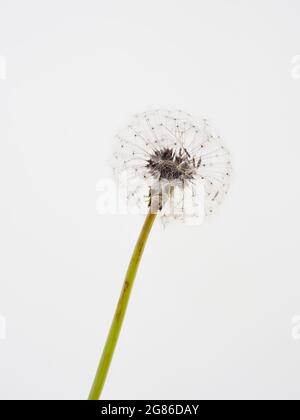 A single dandelion seed had seen in close-up against an isolated white background Stock Photo