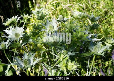 Summer flowers of Eryngium giganteum (Miss Willmott's Ghost / White Sea holly) in July UK Stock Photo