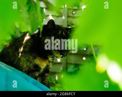 A beautiful tortoiseshell cat is seen hidden amongst some vine leaves in a garden Stock Photo