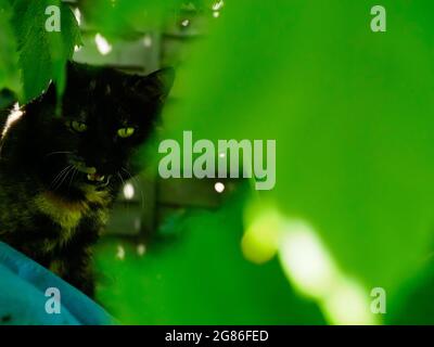 A beautiful tortoiseshell cat is seen hidden amongst some vine leaves in a garden Stock Photo