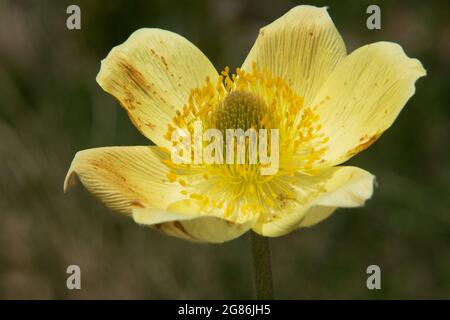 Close-up of the pale yellow flower of Parsley-leaved pasqueflower or Alpine anemone Stock Photo