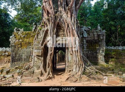 A tree roots hugging the Khmer building, Ta Som (Prasat Ta Saom), part of Khmer Angkor temple complex, Cambodia. Stock Photo