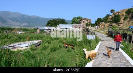 A goatherd with her flock on the island of Agios Achillios on Mikri Prespa lake, Macedonia, Northern Greece. Stock Photo