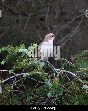 A Black-billed cuckoo on an evergreen bough. Stock Photo