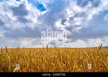 Golden wheat field with grains in the ears under a grand dramatic cloudy sky Stock Photo