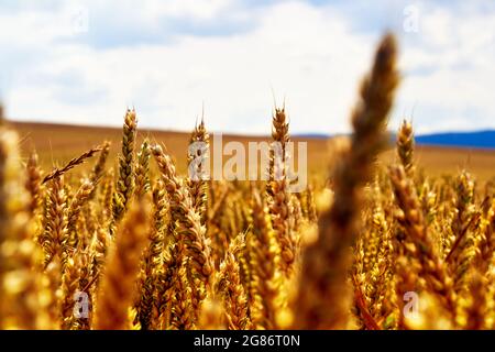 Golden wheat ears cropped in front of a deliberately blurred landscape with a wheat field and a bright sky in the background, selective depth of field Stock Photo