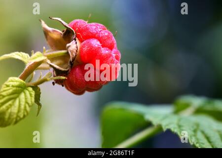 Close up of a small red wild Raspberry, Rubus idaeus, on a green stem Stock Photo