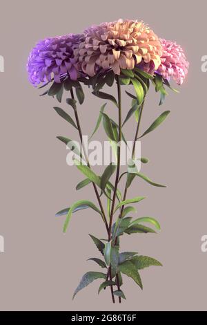 Aster flowerwith three blossoms with colored light from the side isolated on gray background Stock Photo