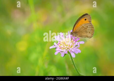 Orange and brown butterfly, a male of meadow brown, Maniola jurtina, sitting on purple field scabious flower growing in a meadow. Green grass. Stock Photo