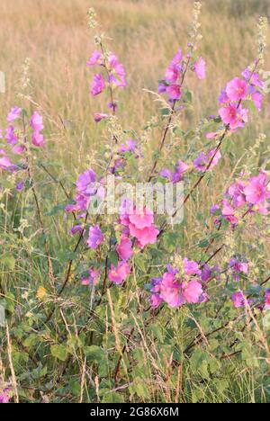 The pink flowers of common mallow (Malva sylvestris) glow in the early morning sun. Rye Harbour Nature Reserve, Rye, Sussex, UK. Stock Photo