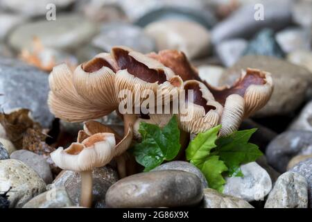 Scurfy twiglet Tubaria furfuracea mushrooms growing in the rain. Close up wavy cap fungi. Stock Photo